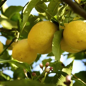 Il Giardino Di Gabri Frühstückspension Rom